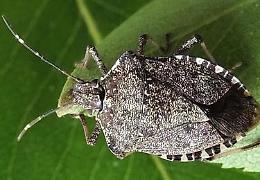 Piemonte, tornano le cimici asiatiche: come difendersi dai fastidiosi insetti d’autunno
