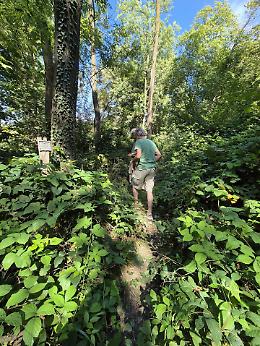 Rovi, alberi secchi e vandali al parco della Rimembranza