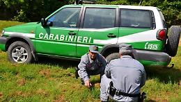 Biellese, agricoltore dà fuoco a un bosco per ampliare i suoi terreni