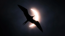 Bird Photographer of the Year: le foto di uccelli più spettacolari arrivano al Forte di Bard