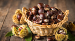 È tempo di castagne: quasi 1800 quintali solo nel torinese