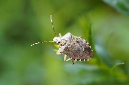 Cimice verde o asiatica? Ecco le caratteristiche di queste due specie autunnali fastidiose