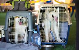 Cani in stiva: la Corte UE li considera come dei qualsiasi "bagagli da imbarcare"