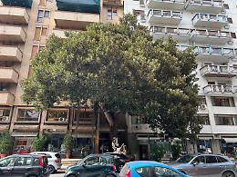 Il Piemonte accoglie l’Albero di Giovanni Falcone