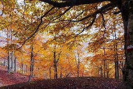 Foliage in Piemonte: alla scoperta dei colori di Oropa e Burcina con il WWF Biella