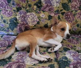 Topolino, sta per essere cacciato