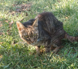 E' la mascotte del parco: ora con il freddo come può sopravvivere?