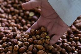 Ferrero punta sul Cile: il cuore globale della produzione di nocciole