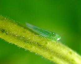 Vigneti sotto pressione: nel 2025 si registra un'eccezionale proliferazione di insetti