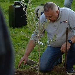 Chivasso, un ulivo per la memoria collettiva del Borgo Sud Est