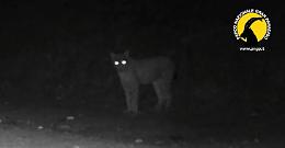 Avvistata una lince nel Parco del Gran Paradiso: sulle Alpi italiane sono estinte da inizio Novecento [IL VIDEO]
