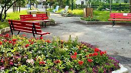 I fiori? Ora si possono raccogliere da aiuole e vasi in strada