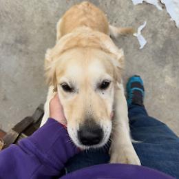 Da oggi, a Nichelino, si potrà essere sepolti insieme al proprio animale