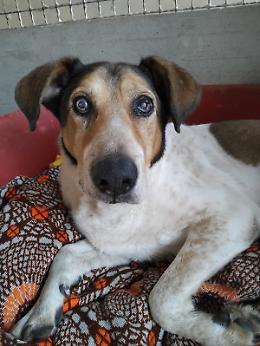 Zagor, un dolce nonnino in cerca di amore e serenità