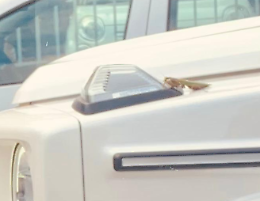 Mantide religiosa rischia di finire sotto le auto, salvata dai vigili in via Pianezza