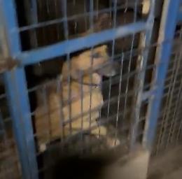 Fuochi d'artificio vicino al canile, Enpa Novara denuncia: «decisione inammissibile e pericolosa»  [IL VIDEO]