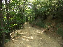 Giallo a Pietra Marazzi, trovato il corpo di un uomo nella boscaglia vicino al Tanaro