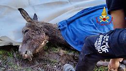 Valdengo, un'asinella intrappolata nel fango viene salvata dai vigili del fuoco