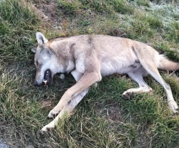 Piemonte, 65 lupi trovati morti da inizio anno: 20 solo nel Torinese