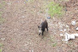 Trincerone, bonifica finita entro gennaio, ma per ora è “colonizzato” dai cinghiali