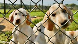 Via libera al nuovo canile di Torino. E più posti per gli animali abbandonati