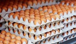 Allerta uova fresche: tre lotti richiamati per rischio microbiologico