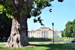 Ecco dove puoi trovare i 15 alberi monumentali di Torino