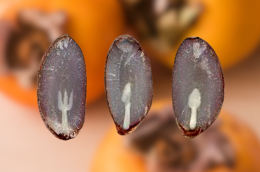 Cosa significano le "posate" nei semi dei cachi?