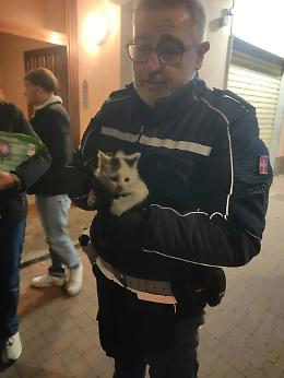 Moncalieri, gattina salvata dagli agenti della polizia locale dopo essere rimasta incastrata nel vano motore
