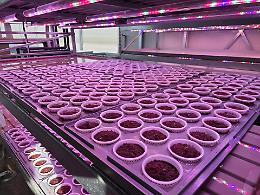 Una serra per la ristorazione sociale a Mirafiori