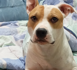 Ha l'aspetto di un vero duro, ma l'apparenza inganna