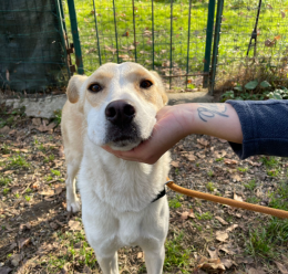 Dalla Sicilia a Torino... per vivere in un box. La storia di Bianchina