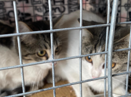 Vagavano per strada al freddo: i piccoli sopravvissuti