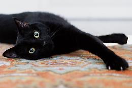 Perché il 17 novembre si festeggiano i gatti neri?
