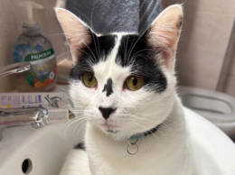 E' scomparso da giorni. La famiglia disperata: "Aiutateci"