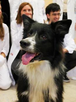 Torino, torna la Pet Therapy al Centro per i Disturbi Alimentari delle Molinette