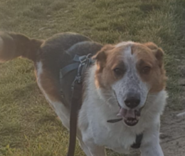 Sopravvissuto ai bombardamenti: la storia di Maggiore