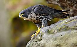 Muoio di paura un falco pellegrino e una cornacchia albina all'Oasi degli Animali