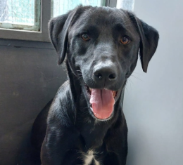 Vive le sue ore in un box, gli serve una famiglia