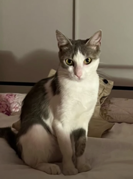 Micol, una micetta dal carattere unico