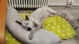 Kira, la cagnolina “over 10” che ha trovato una famiglia grazie al Comune