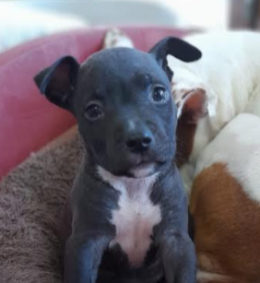 Trovato mal nutrito, ma Olindo è un vero guerriero