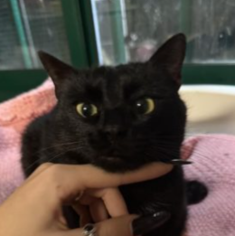 Nella notte è stato abbandonato dentro una lettiera