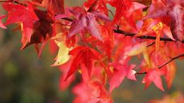 Alla scuola Anna Frank di Druento un liquidambar per l’inclusione: si pianta il futuro