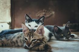 «Ci dai una zampa?» Nichelino lancia la raccolta solidale per le colonie feline