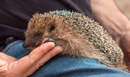 Il centro di recupero La Ninna cerca volontari per preparare i pasti del Riccio Day