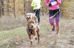 Alba si prepara alla “Corsa bestiale” per sostenere il canile comunale