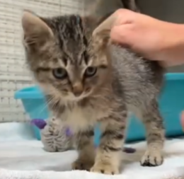 Come si fa a resistere a questo musetto?