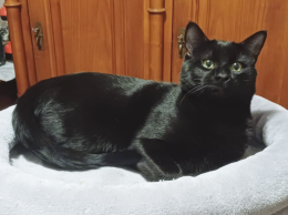 Carboncino, il gatto nero "del Piemonte"