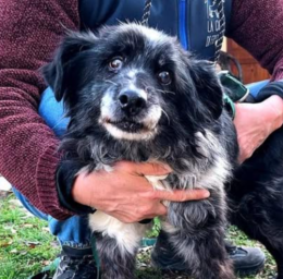 Salvata da una vita in catena: la dura storia di Briciola